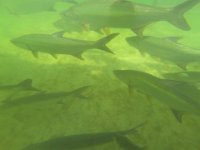 Letzter Stop an den Mangroven