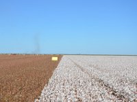 Blick von der Baumwollerntemaschine.