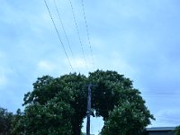 Praktische Bäume wachsen um Stromleitungen herum.