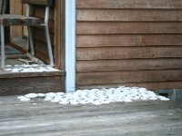 Sanddollars. So many.