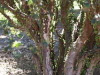 So viele neue Früchte kennengelernt und keinen Namen behalten