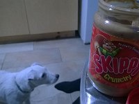 Der Hostelhund Skippy. So hieß er wirklich.