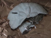 Weiter nach Brasilia